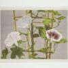 Ogawa Kasumasa, photograph of Morning Glory