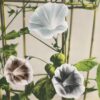 Morning Glory – Image 2