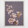Ogawa Kasumasa, photograph of Sakura