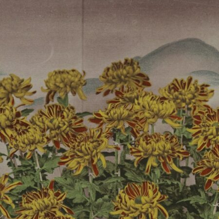 Ogawa Kazumasa, photograph of Chrysanthemums