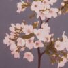 Sakura – Image 2