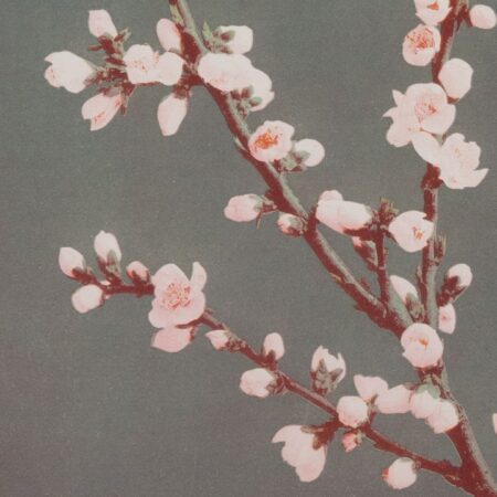 Ogawa Kasumasa, photograph of Prunus