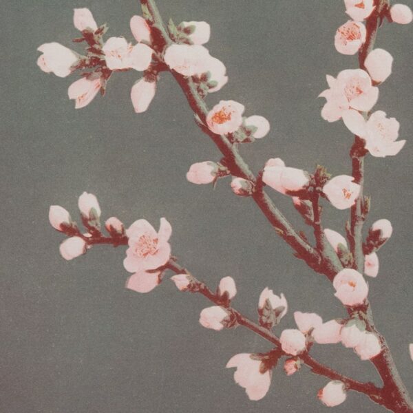 Ogawa Kasumasa, photograph of Prunus