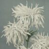 Chrysanthemums – Image 2