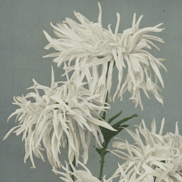 Chrysanthemums by Ogawa Kazumasa