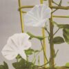 Morning Glory – Image 2