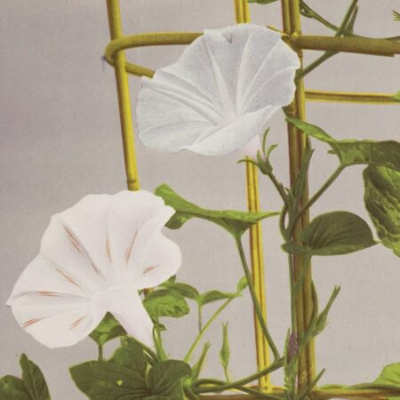 Ogawa Kasumasa, photograph of Morning Glory