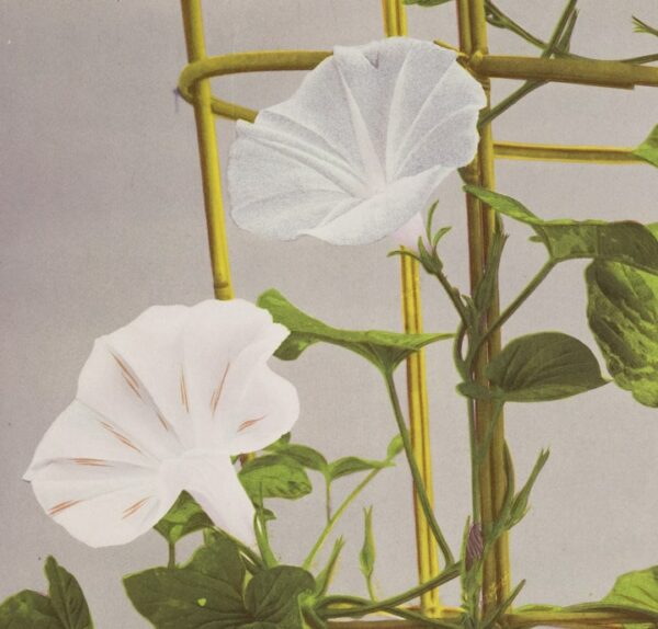 Ogawa Kasumasa, photograph of Morning Glory