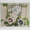 Ogawa Kasumasa, photograph of morning glory