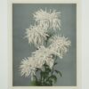 Chrysanthemums by Ogawa Kazumasa